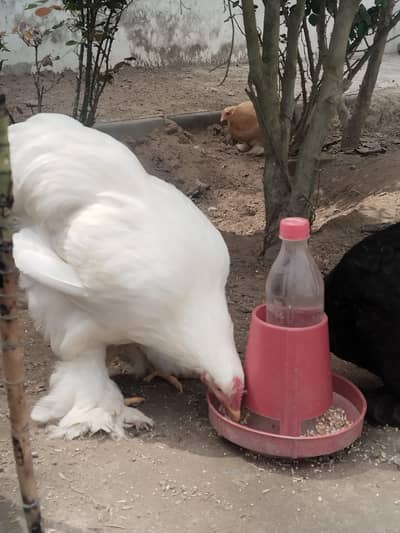 Golden Bantam White Heavy Buff Chakor