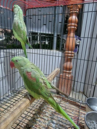 Budgies Raw and cages