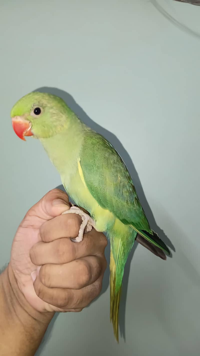 Ringneck 0