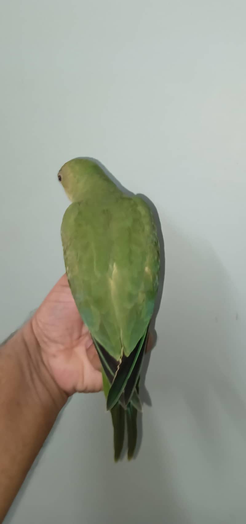 Ringneck 1