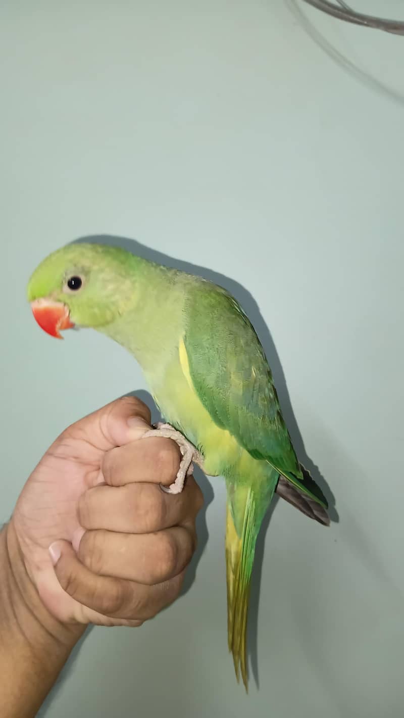 Ringneck 2