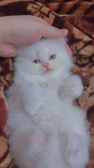 Persian cute kittens