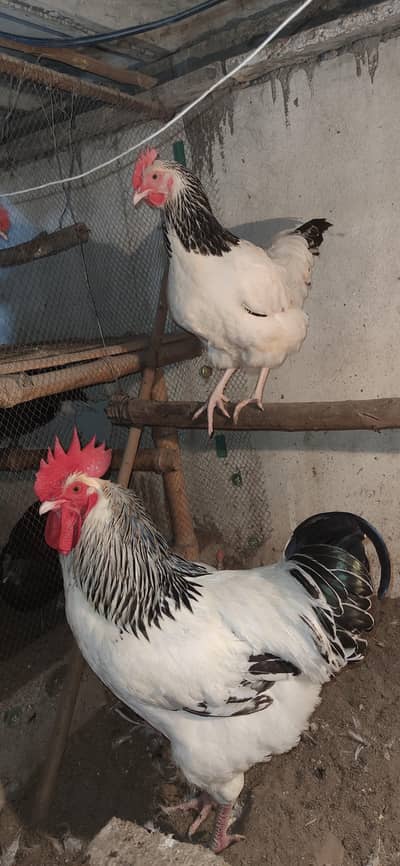 Plymouth rock, lakenvelder, Sussex light, Ayam Cemani chicks available