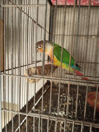 1 piece yellow sidid red fector canour for sale Non DNA