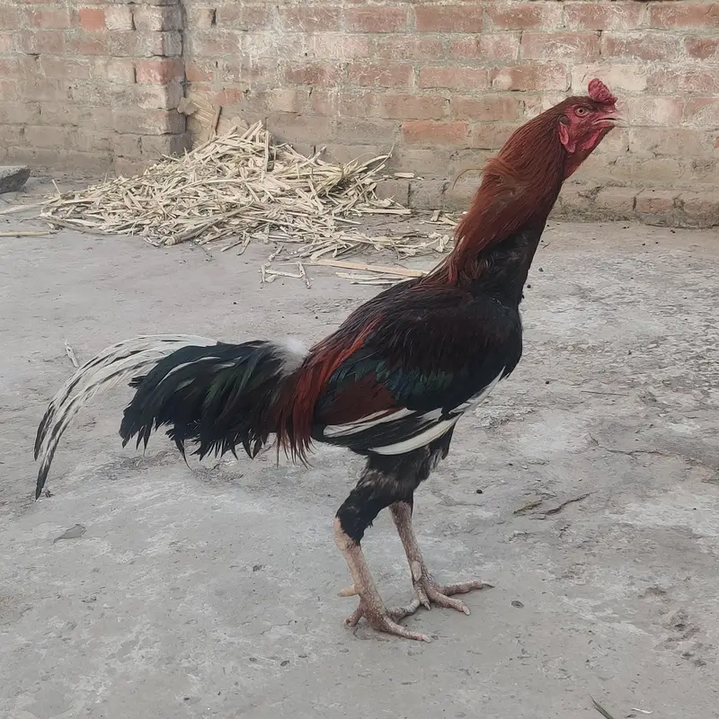 Pure Aseel Murgha for Sale – Healthy & Active | Strong Body — photo 3