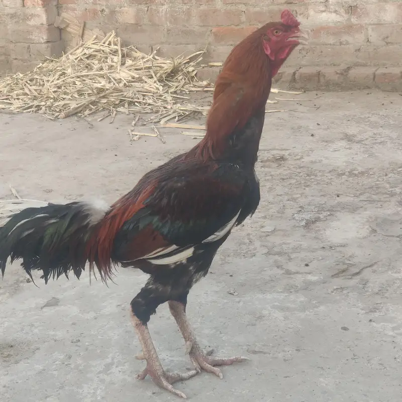 Pure Aseel Murgha for Sale – Healthy & Active | Strong Body — photo 4