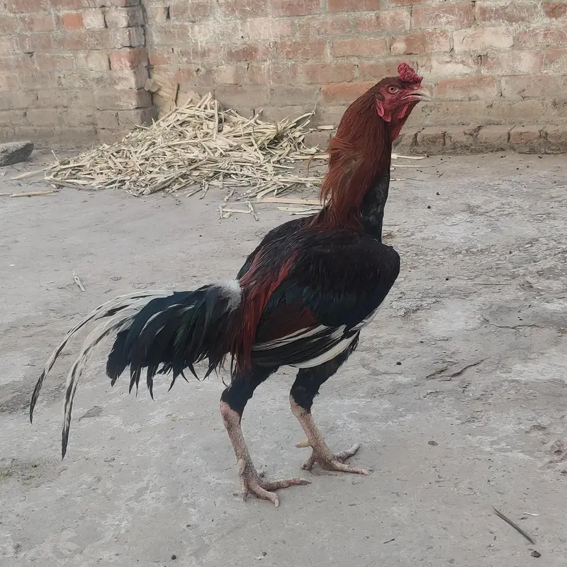 Pure Aseel Murgha for Sale – Healthy & Active | Strong Body — photo 6