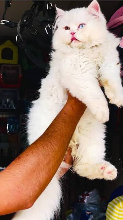 punch face ode eyes 3 coat female cat Very beautiful and healthy