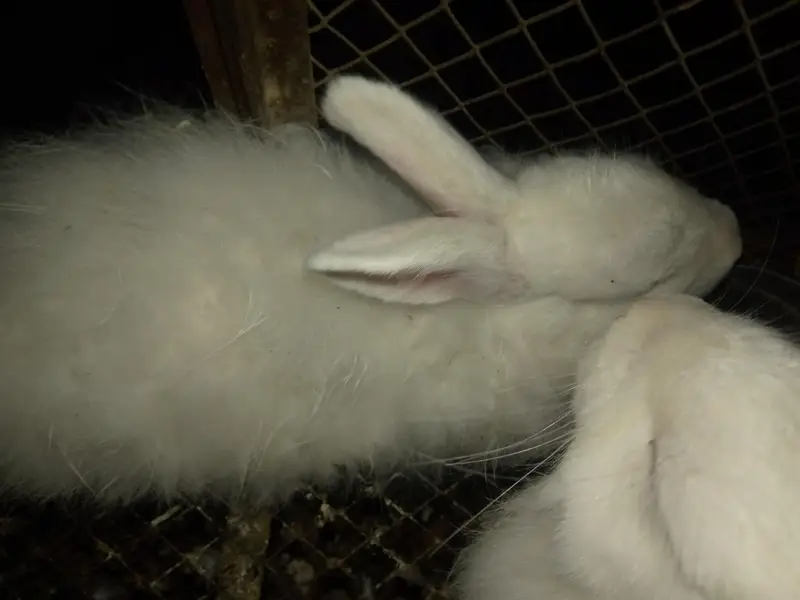 Angora White Rabbit — photo 4
