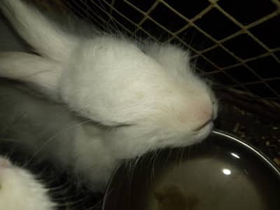 Angora White Rabbit Pair for Sale
