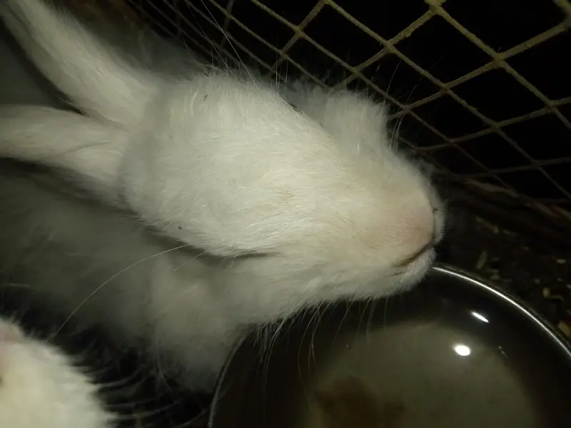Angora White Rabbit