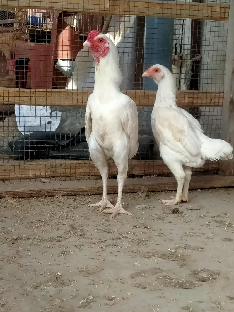 KO Shamoo — photo 3
