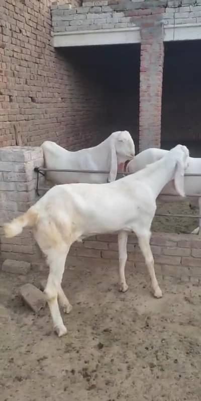Heavy weight Rajan puri or makhi cheeny bakry. *0333 9004233*