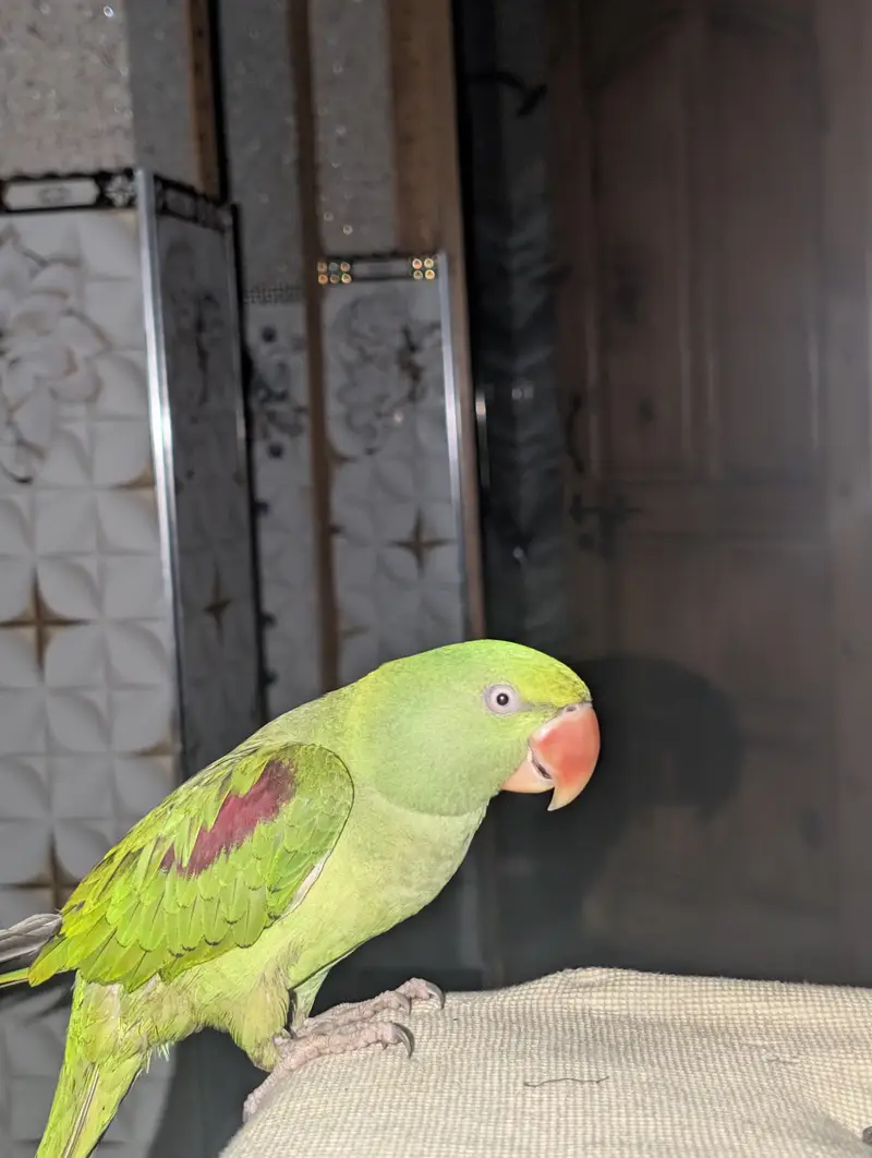 handtam raw parrot