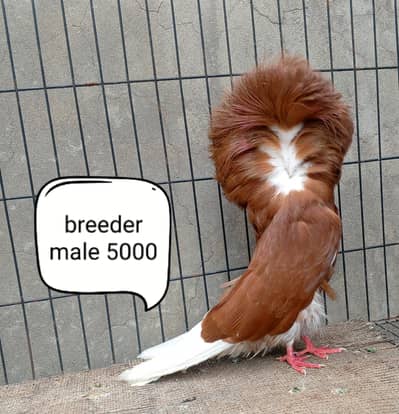 fancy pigeons/swallow/fantail/Jacobin/frillback/lahori sherazi/norwich