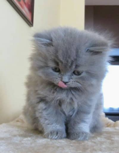 Persian kitten potty trained playful cat