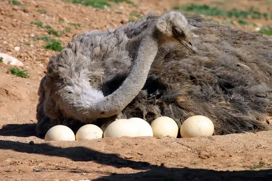 Ostrich Fertile Eggs