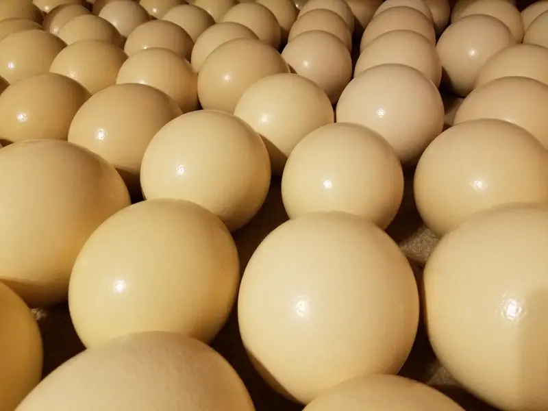 Ostrich Fertile Eggs — photo 2