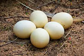 Ostrich Fertile Eggs — photo 3