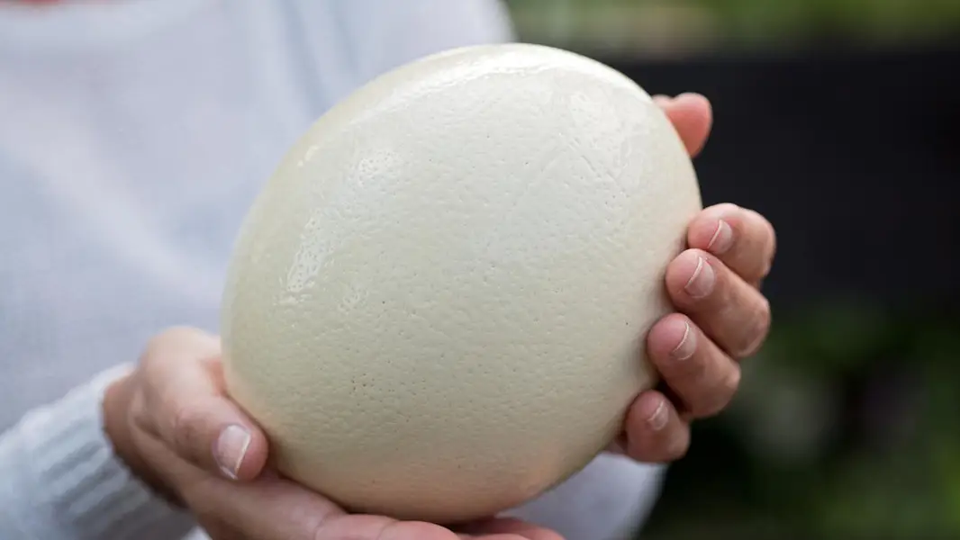 Ostrich Fertile Eggs — photo 4