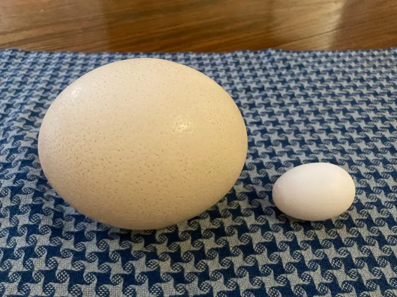 Ostrich Fertile Eggs — photo 5