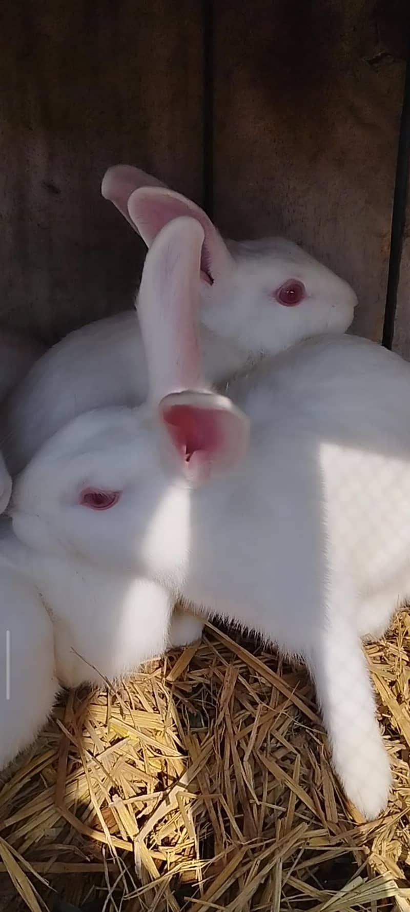خرگوش 1
