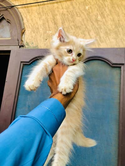 KITTEN FOR SALE Fawn Colour price 6500