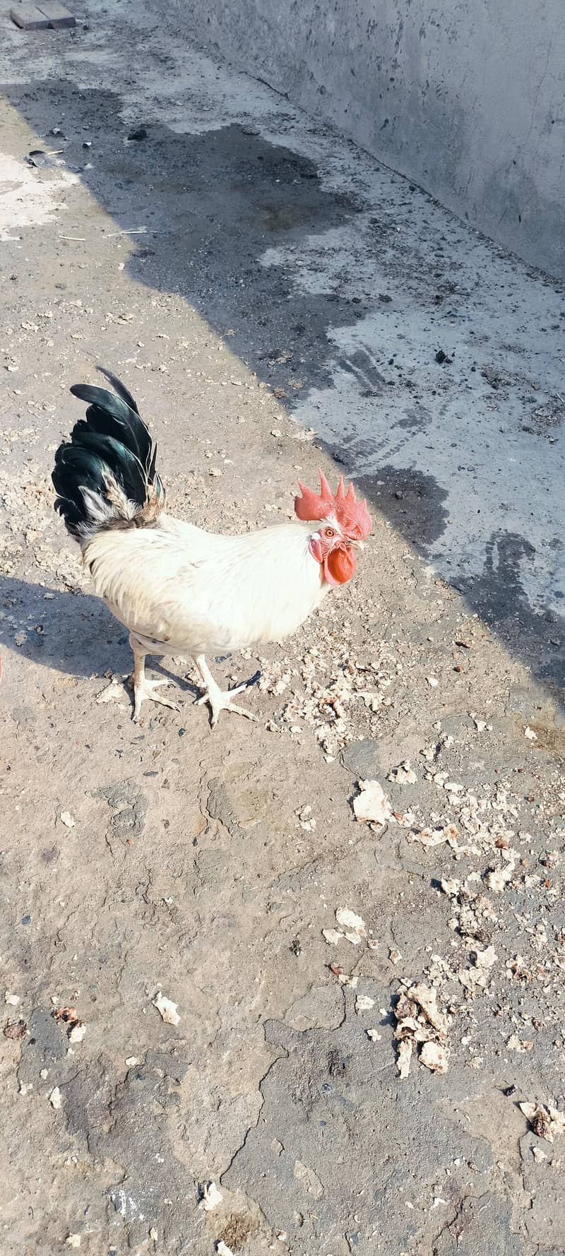 2 Murgha 1
