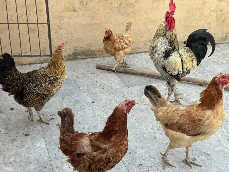 5 active aur egg laying hens + 1 murgha for sale.
