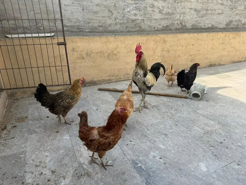 5 active aur egg laying hens + 1 murgha for sale. — photo 2