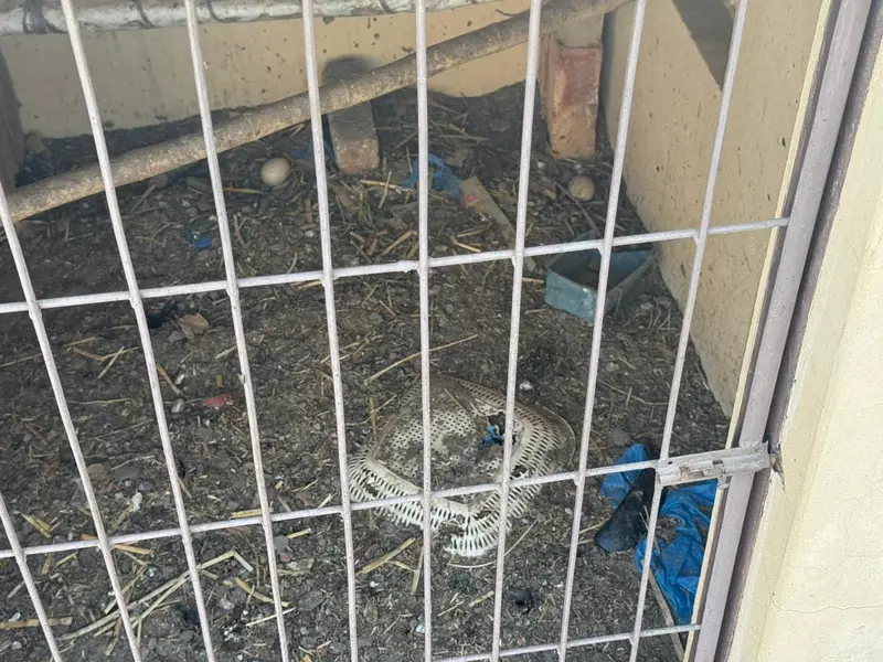 5 active aur egg laying hens + 1 murgha for sale. — photo 3