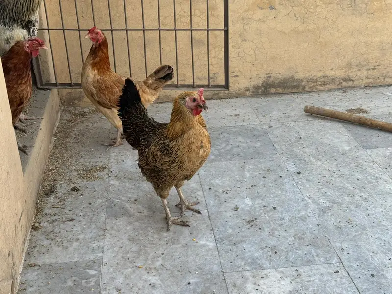 5 active aur egg laying hens + 1 murgha for sale. — photo 4