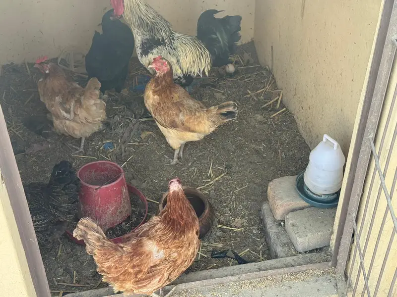 5 active aur egg laying hens + 1 murgha for sale. — photo 5