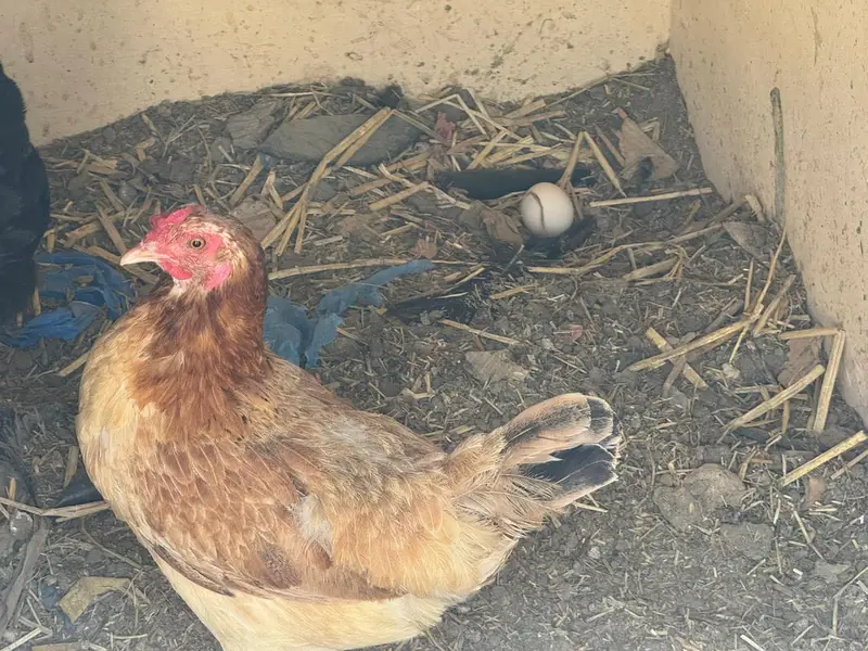 5 active aur egg laying hens + 1 murgha for sale. — photo 6