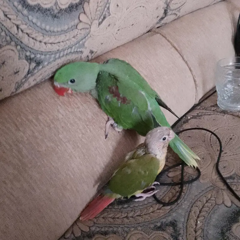 Sirf Raw parrot 17k ,whtsapp 03475132324 — photo 2
