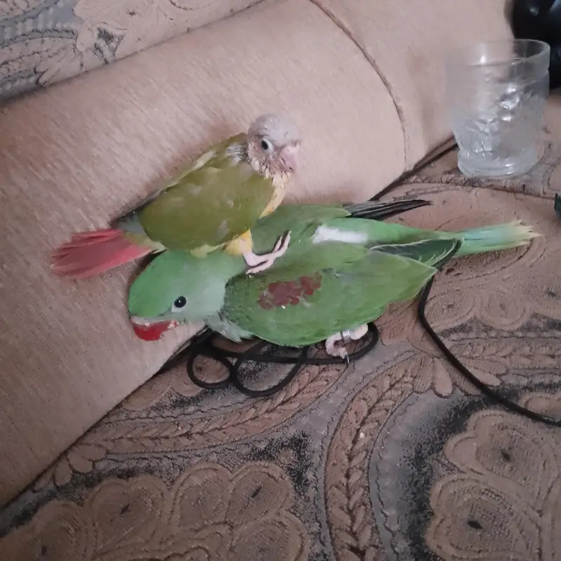 Sirf Raw parrot 17k ,whtsapp 03475132324 — photo 3