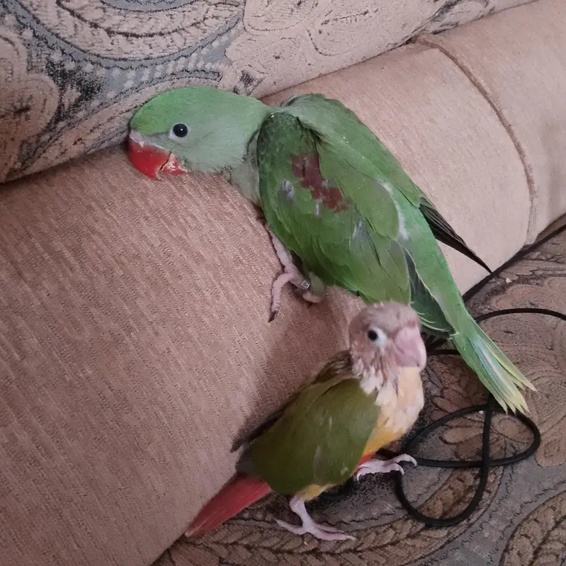 Sirf Raw parrot 17k ,whtsapp 03475132324 — photo 4