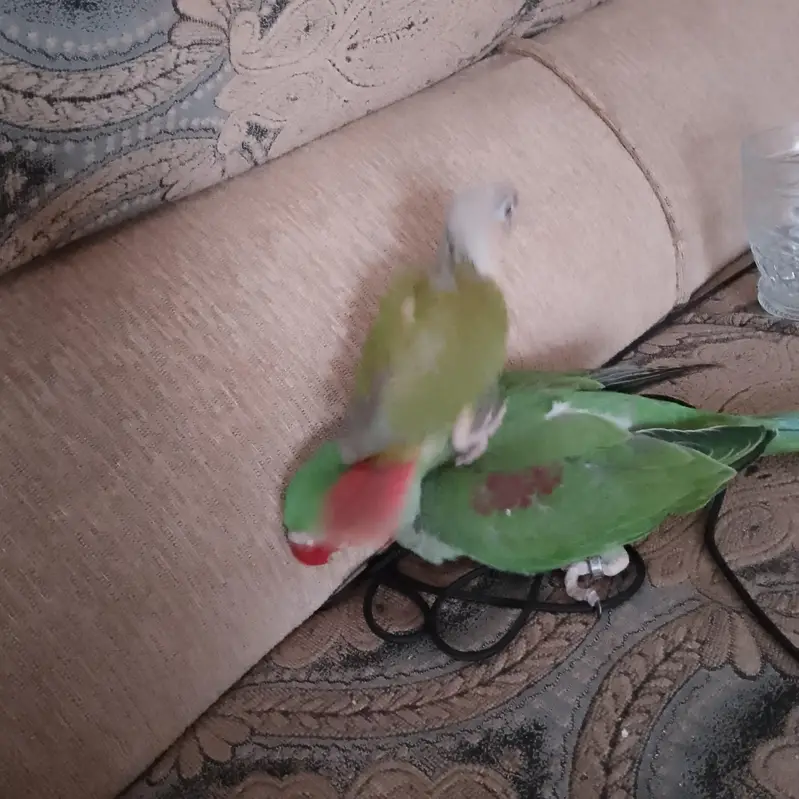Sirf Raw parrot 17k ,whtsapp 03475132324 — photo 5