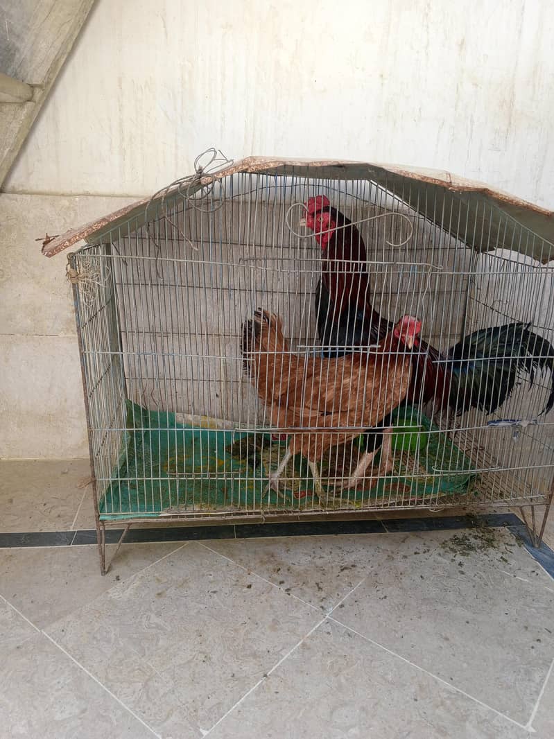Aseel Pair 0