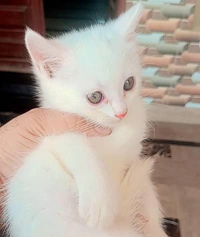 Double Coated Persian Kittens For Sale