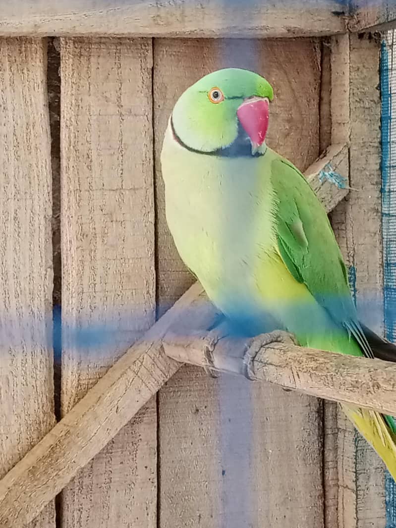 Green Ringnak 0