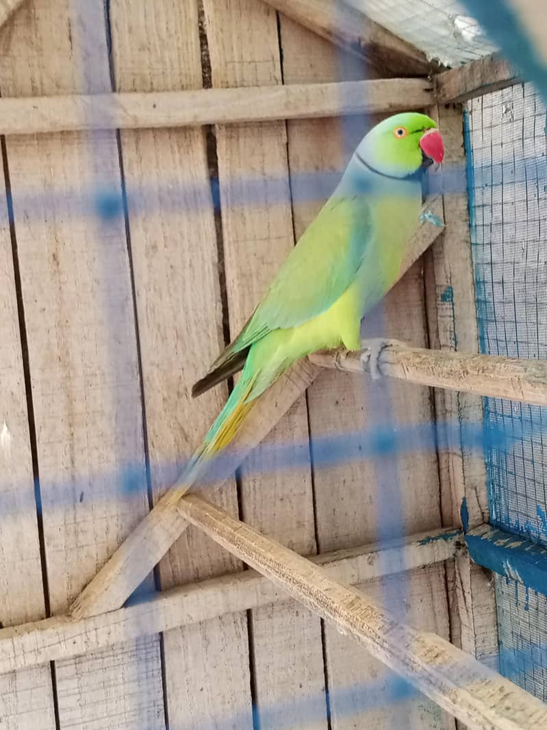 Green Ringnak 1