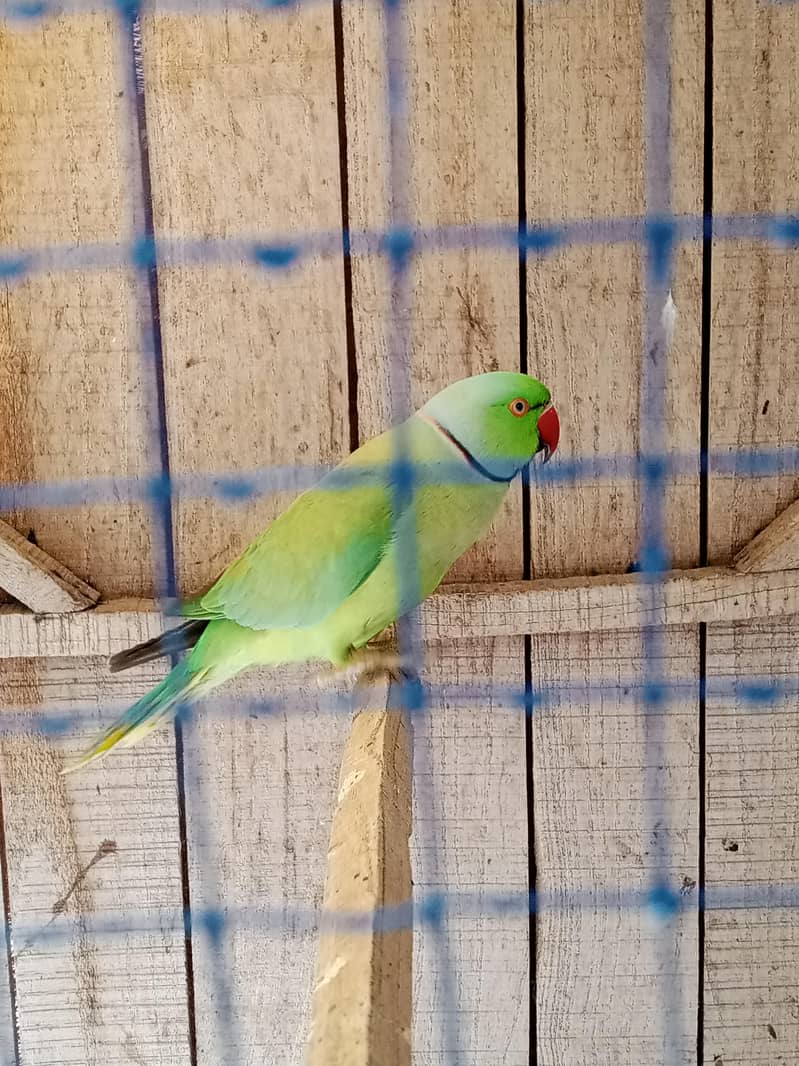 Green Ringnak 2