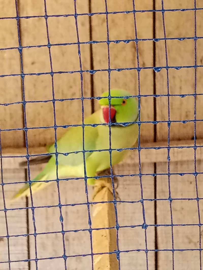Green Ringnak 3