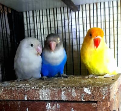 Creamino Albino Breeder pairs looking for new shelter 0304,4976,220