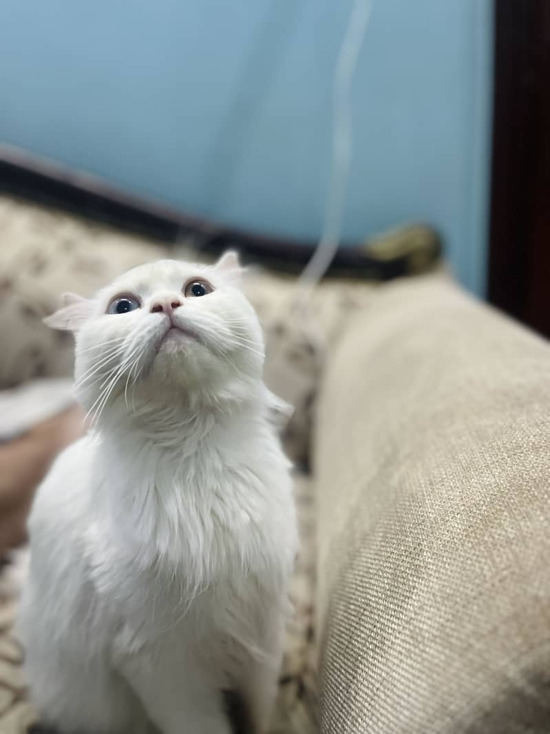 Persian cat 0