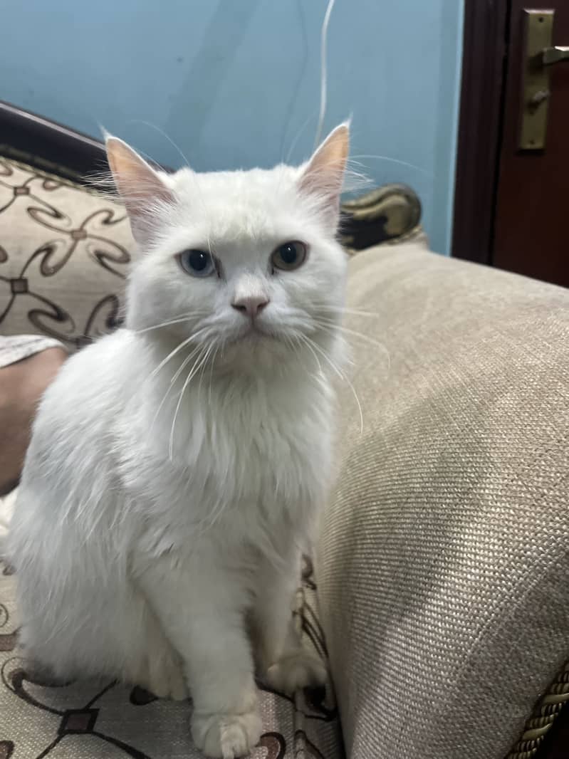 Persian cat 1