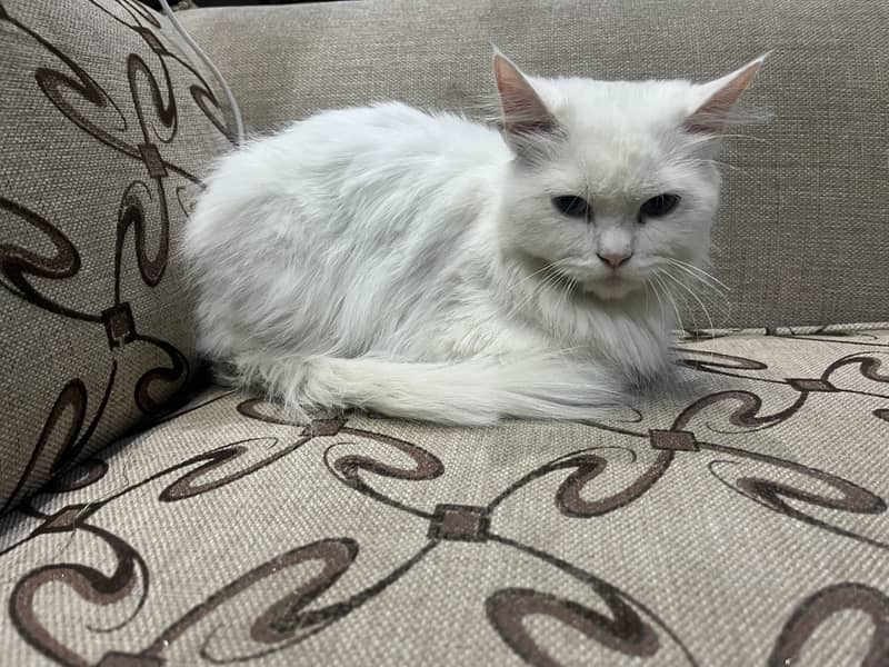 Persian cat 2