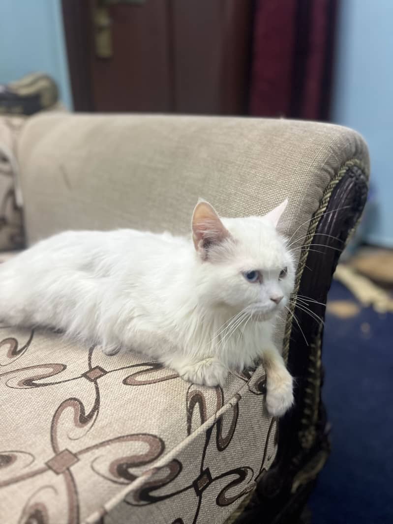 Persian cat 3