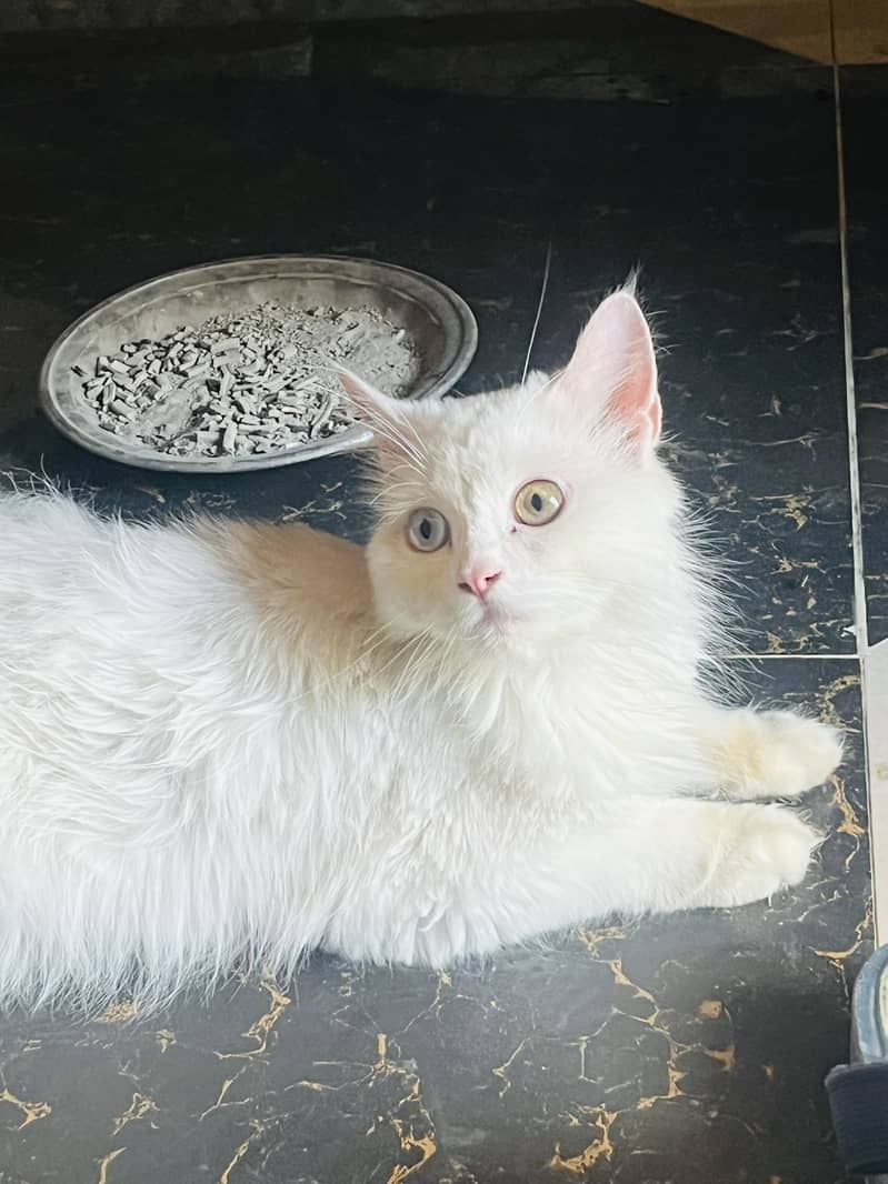 Persian cat 4